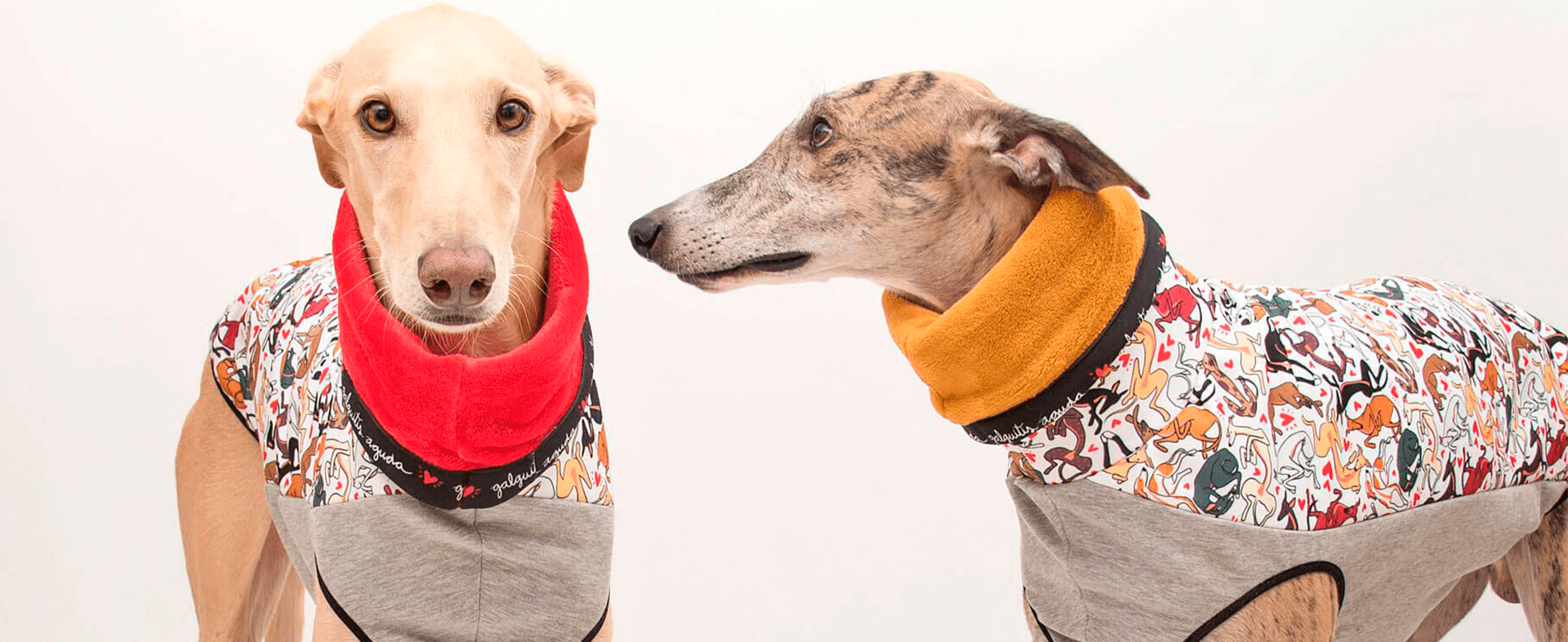 Desde 2017 hasta día de hoy, El Galgo Azul y Lifting Group siguen creciendo juntos.